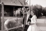 Hochzeit im Zoo